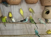 love birds / budgies