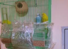 budgie birds for sale budgie birds for sale
