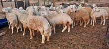 للبيع يعد حري بيور مال سعودي
العدد:26 مع فحول
السعر: 1750 الراس و فحل 3000
عمر للبيع يعد حري بيور مال سعودي
العدد:26 مع فحول
السعر: 1750 الراس و فحل 3000
عمر