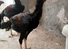 Aseel Pakistani roosters Aseel Pakistani roosters