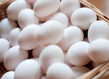 بيض بلدي بيضه واحده بدرهم 30 بيضه 25 درهم