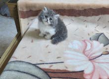 Fullfy beautiful playful Persian chinchilla female kitten