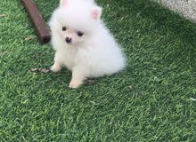 Teacup pomeranian puppy for sale