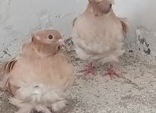 حمام زينه للبيع حمام زينه للبيع