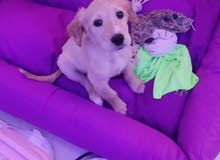 golden retriever 2.5 month golden retriever 2.5 month