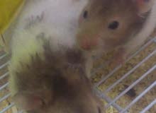 هامسترات سوريه للبيع Syrian hamsters for sale هامسترات سوريه للبيع Syrian hamsters for sale