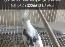 كوكتيل فراشه للبيع كوكتيل فراشه للبيع