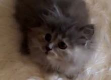 قطة شانشيلا عمرها شهرين chanchella Persian cat female قطة شانشيلا عمرها شهرين chanchella Persian cat female
