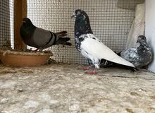 pigeon pair with baby pigeon pair with baby
