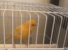 canary male for sale canary male for sale