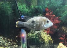 2 Large Size Mbuna & 2 Green Terror For Sale