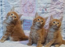 mainecoon kittien mainecoon kittien