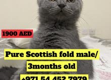 pure scottish fold pure scottish fold