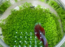 Table Top bowl live plants Aquarium with Betta Table Top bowl live plants Aquarium with Betta