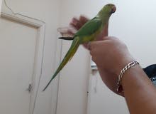 indion ringneck parrots 8 month old hand tamed indion ringneck parrots 8 month old hand tamed