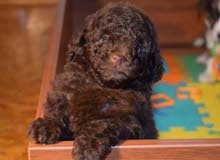 poodle imported poodle imported