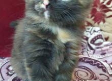 kitten for sale kitten for sale