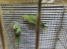 ring parrot male and female with cage and accessories ring parrot male and female with cage and accessories