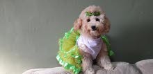 توي بودل toy poodle توي بودل toy poodle