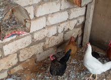دجاج عربي دجاج عربي