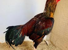 للبيع ديج بنجابي حار للبيع ديج بنجابي حار