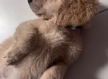 Golden Retriever Golden Retriever