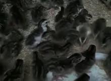 صوص طائر الحجل صوص طائر الحجل