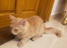 قطه شيرازي قطه شيرازي