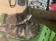 large Turtle large Turtle