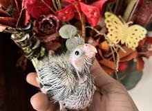 cockatiel chick available