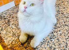 فحل شرازي قره الوصف مهم فحل شرازي قره الوصف مهم