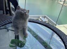 Scottish fold pure and British pure Scottish fold pure and British pure