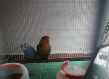 birds with cage and accessories birds with cage and accessories