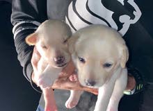 labrador puppy labrador puppy