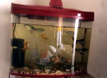 Fish tank with fishes Fish tank with fishes
