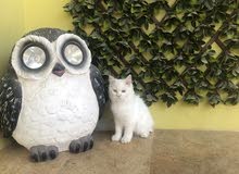 cat for adoption means free cat for adoption means free
