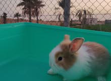 rabbit rabbit