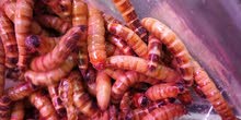 super worms and meal worms super worms and meal worms