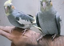 كوكتيل فرخين اليفين - Cocktail Both Hand Tamed كوكتيل فرخين اليفين - Cocktail Both Hand Tamed