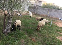 نعجه 3فضايم وخروف نعجه 3فضايم وخروف