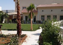 لبيع وتوريد وزراعه نخيل الزينه الواشنطنياء جميع المقاسات وبأسعار لبيع وتوريد وزراعه نخيل الزينه الواشنطنياء جميع المقاسات وبأسعار