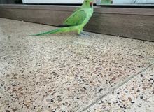 دره هندي دره هندي