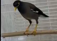 طير مينا متكلم بطلاقه حجم جامبو اليف طير مينا متكلم بطلاقه حجم جامبو اليف