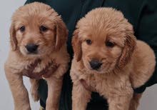 Golden Retriever Pure Breed Puppies Golden Retriever Pure Breed Puppies