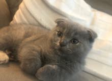 Scottish fold Scottish fold