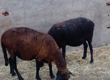 أغنام تيبار أغنام تيبار