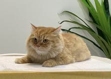 Leo persian cat , male , 3 years old
