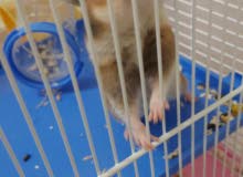 Hamsters For Sale In Uae