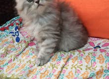 قطه للبيع قطه للبيع