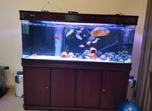 150 cms brand new camry aquarium for sale with external and internal filter 150 cms brand new camry aquarium for sale with external and internal filter